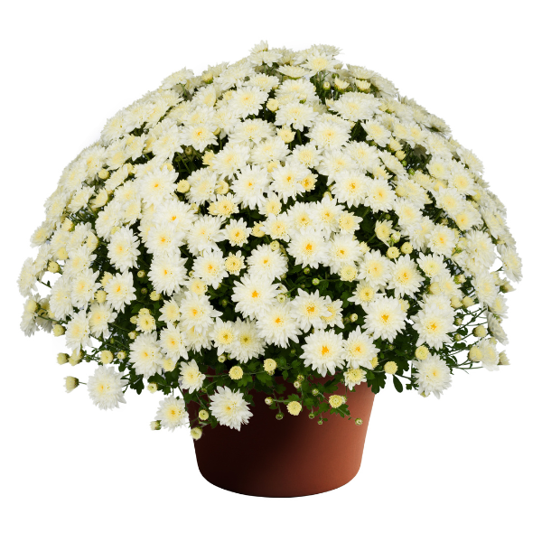 Mum chrysanthemum x morifolium 'Katie White'