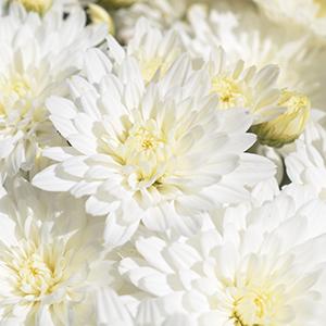 Mum chrysanthemum x morifolium 'Bridal White'