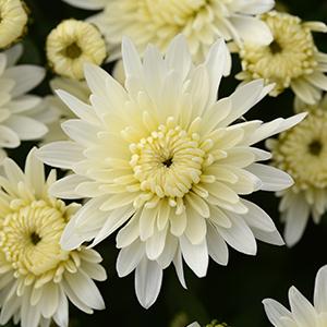 Mum chrysanthemum x morifolium 'Alpine White'