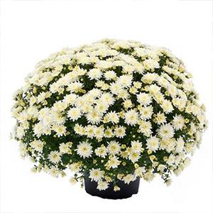 Mum chrysanthemum x morifolium 'Morgana White'