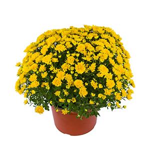 Mum chrysanthemum x morifolium 'Tanya Yellow'