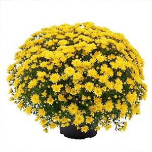 Mum chrysanthemum x morifolium 'Morgana Yellow'