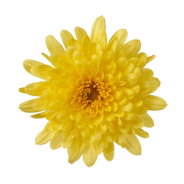 Mum chrysanthemum x morifolium 'Morgana Yellow'