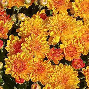 Mum chrysanthemum x morifolium 'Hot Sugar Gold Bronze'