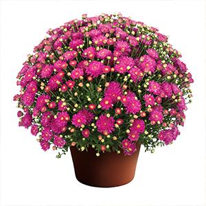 Mum chrysanthemum x morifolium 'Debbie Hot Pink'