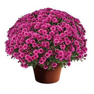Mum chrysanthemum x morifolium 'Veronica Dark Pink'