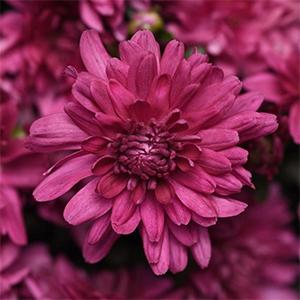 Mum chrysanthemum x morifolium 'Whispered Lavender Pink'