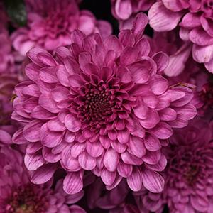 Mum chrysanthemum x morifolium 'Skye Pink'
