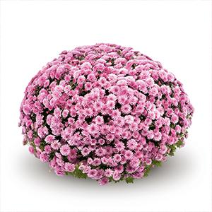 Mum chrysanthemum x morifolium 'Jasoda Pink'