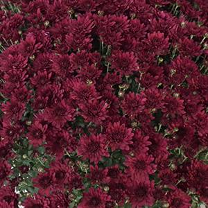 Mum chrysanthemum x morifolium 'Zaza Purple'