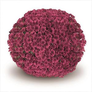 Mum chrysanthemum x morifolium 'Lano Purple'