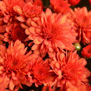 Mum chrysanthemum x morifolium 'Mumosa Orange'