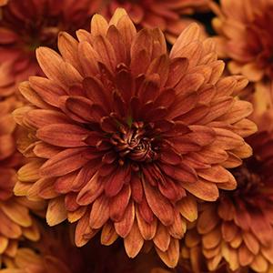 Mum chrysanthemum x morifolium 'Zuma Orange'