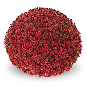 Mum chrysanthemum x morifolium 'Jasoda Red'