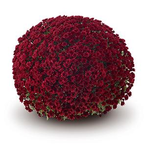Mum chrysanthemum x morifolium 'Vigorelli Red'