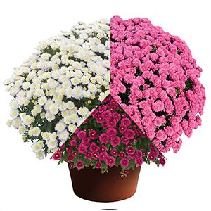 Mum Combo 'Combo#22'