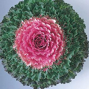 Cabbage 'Songbird Pink'