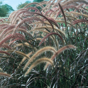 Ornamental Grass setaceum 'Pennisetum-Rubrum Purple Fountain'