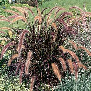 Ornamental Grass setaceum 'Pennisetum-Rubrum'