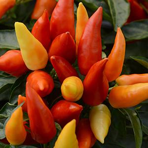 Ornamental Pepper capsicum annuum 'Blaze'