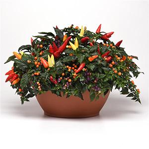 Ornamental Pepper capsicum annuum 'Firelighter'