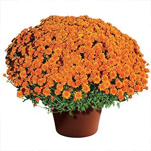 Mum chrysanthemum x morifolium 'Aubrey Orange'