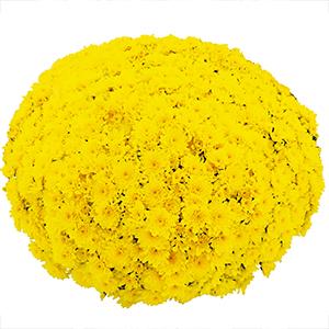 Mum chrysanthemum x morifolium 'Beach Yellow'