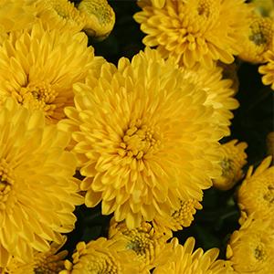 Mum chrysanthemum x morifolium 'Bethany Yellow'