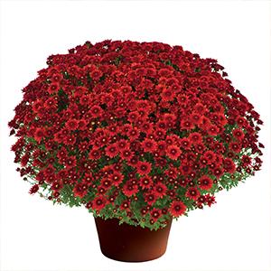 Mum chrysanthemum x morifolium 'Beverly Dark Bronze'