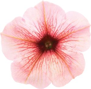 Petunia hybrida 'Durabloom Soft Pink'