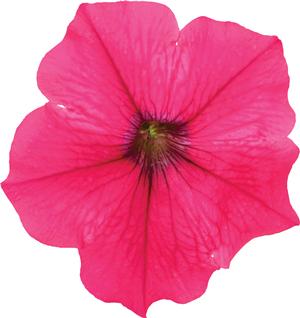 Petunia hybrida 'Durabloom Watermelon'