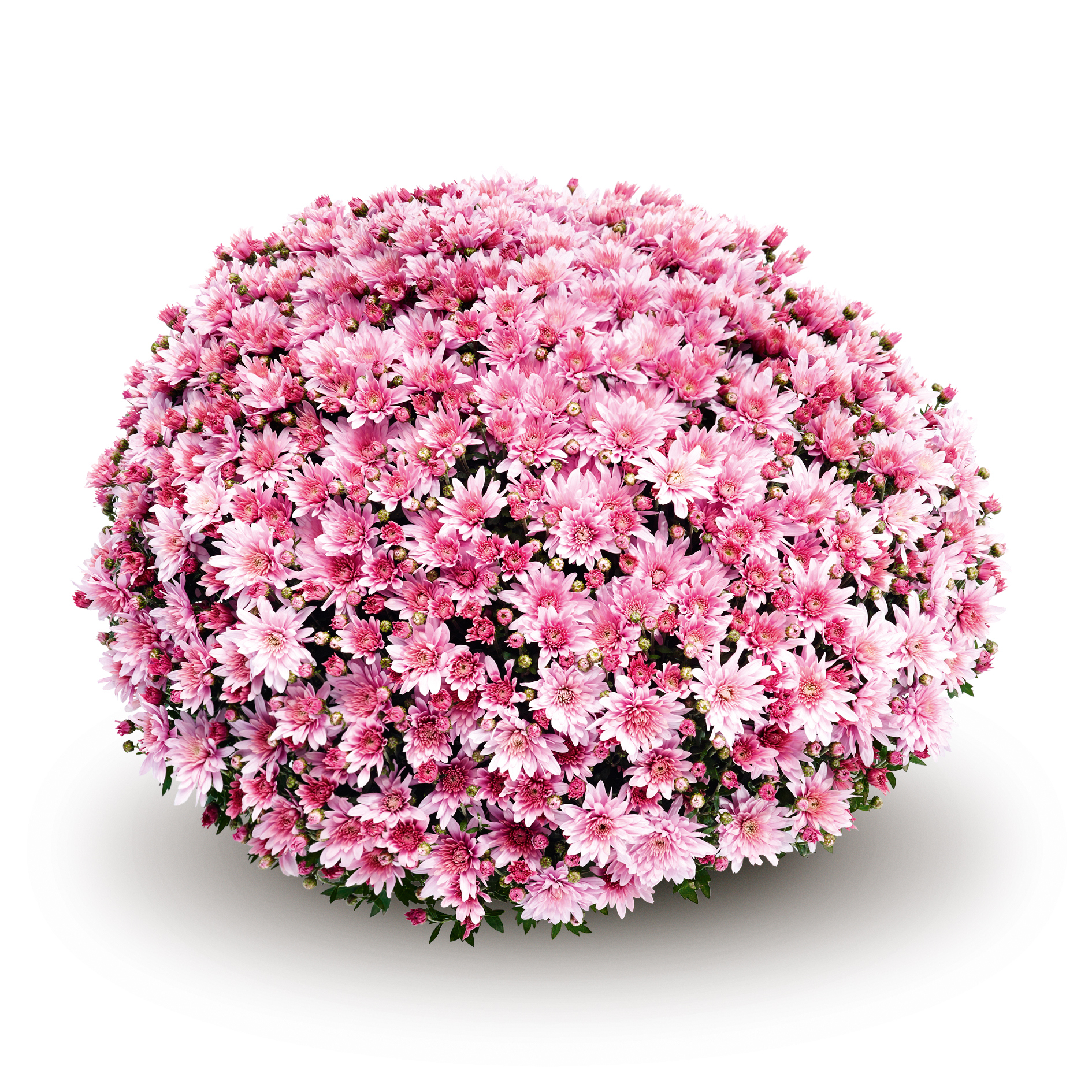 Mum chrysanthemum x morifolium 'Arluno Pink'