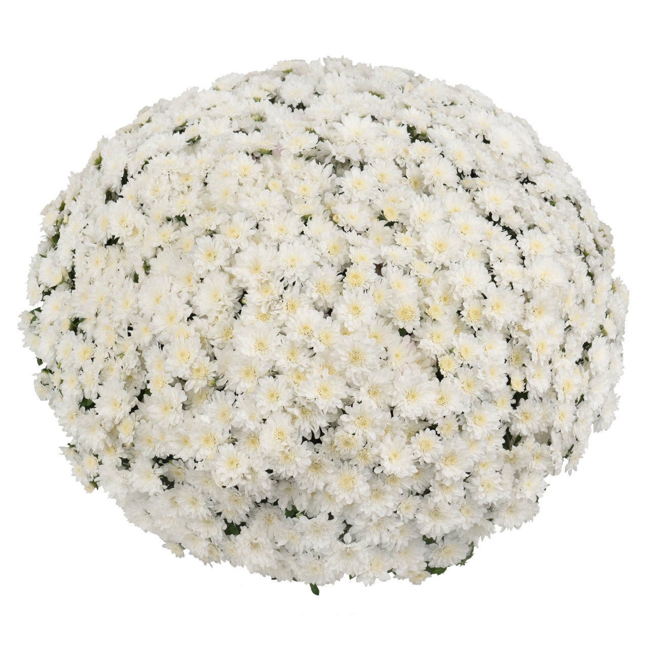 Mum chrysanthemum x morifolium 'Ceremony White'