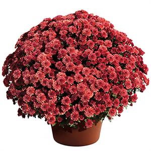 Mum chrysanthemum x morifolium 'Cheryl Jolly Red'