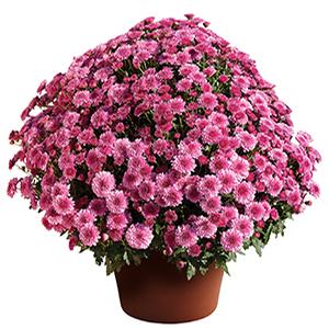Mum chrysanthemum x morifolium 'Cheryl Pink Imp'