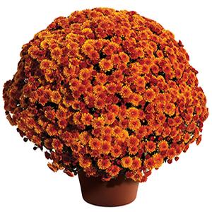 Mum chrysanthemum x morifolium 'Cheryl Spicy Orange'