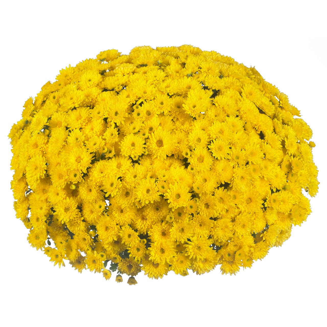 Mum chrysanthemum x morifolium 'Cruise Yellow'