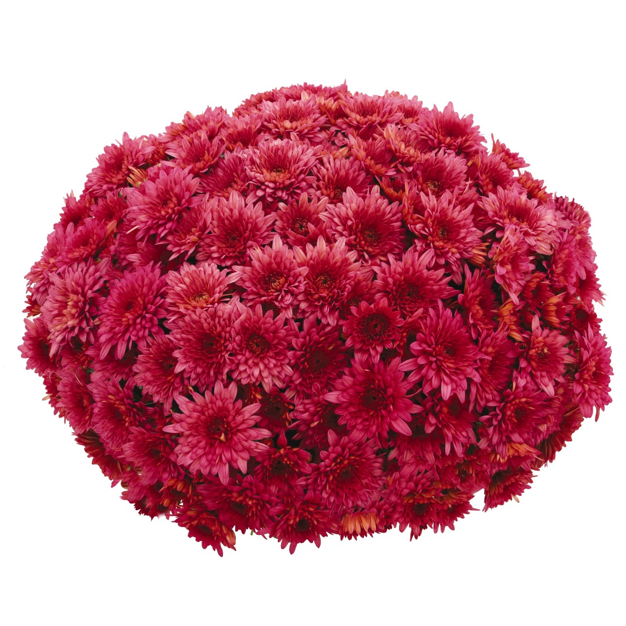 Mum chrysanthemum x morifolium 'Darling Pink'