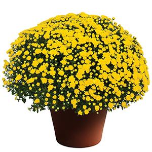 Mum chrysanthemum x morifolium 'Dawn Yellow'