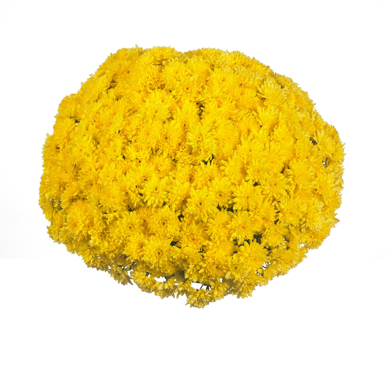 Mum chrysanthemum x morifolium 'Desire Golden'