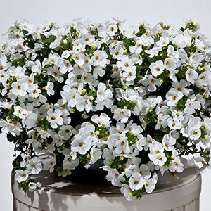 Bacopa suerta cordata 'Betty White'