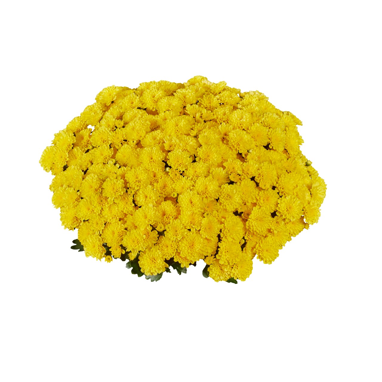 Mum chrysanthemum x morifolium 'Ditto Lemon'