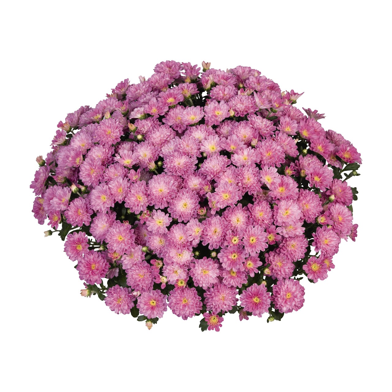 Mum chrysanthemum x morifolium 'Ditto Pink'