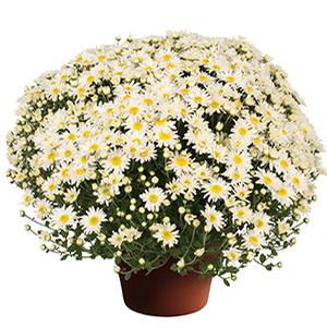 Mum chrysanthemum x morifolium 'Edith White'
