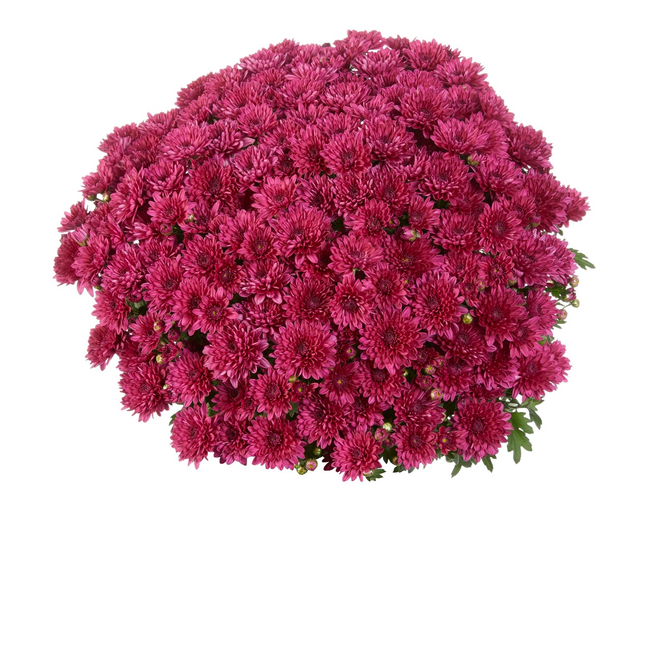 Mum chrysanthemum x morifolium 'Elated Purple'