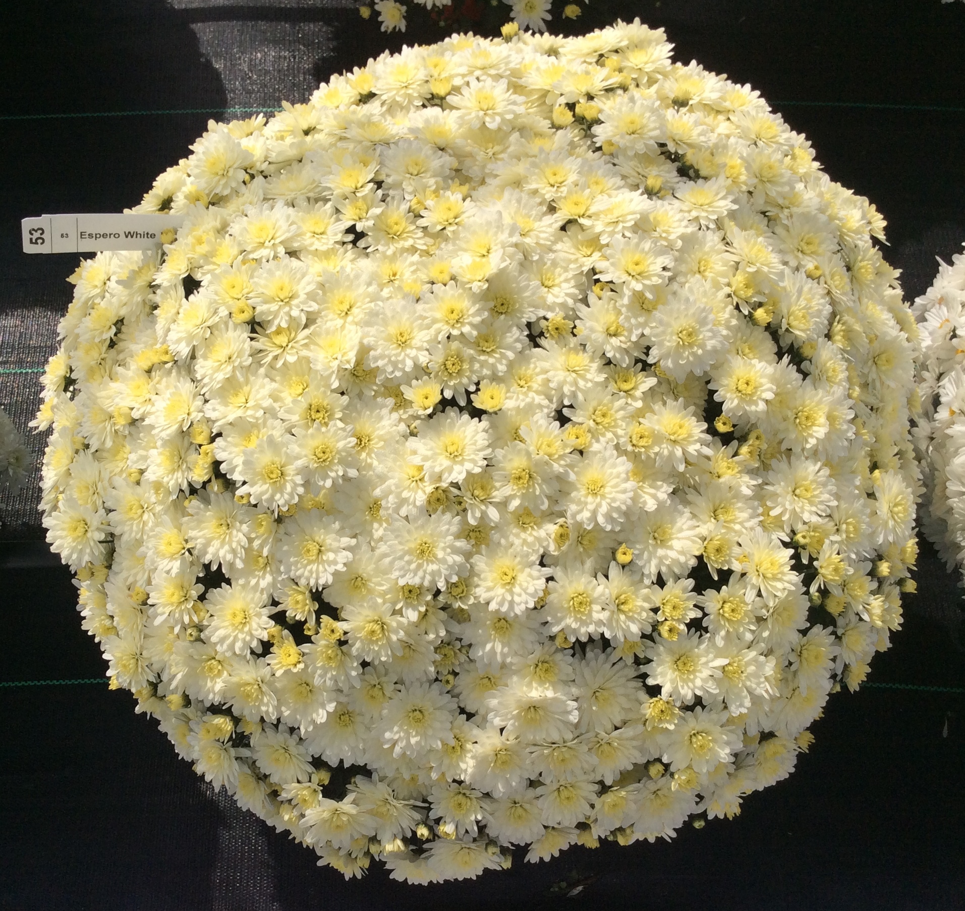 Mum chrysanthemum x morifolium 'Espero White'