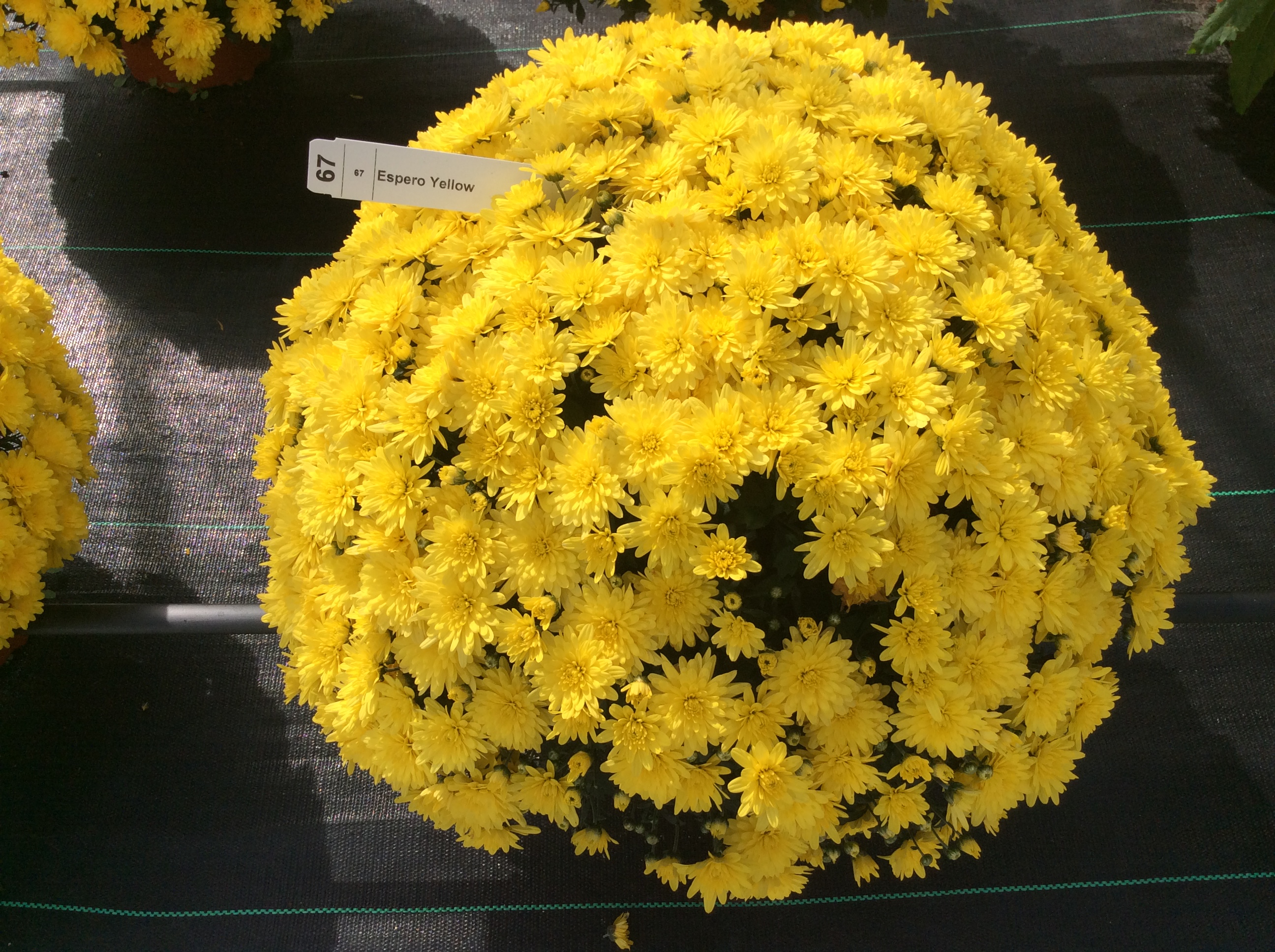 Mum chrysanthemum x morifolium 'Espero Yellow'