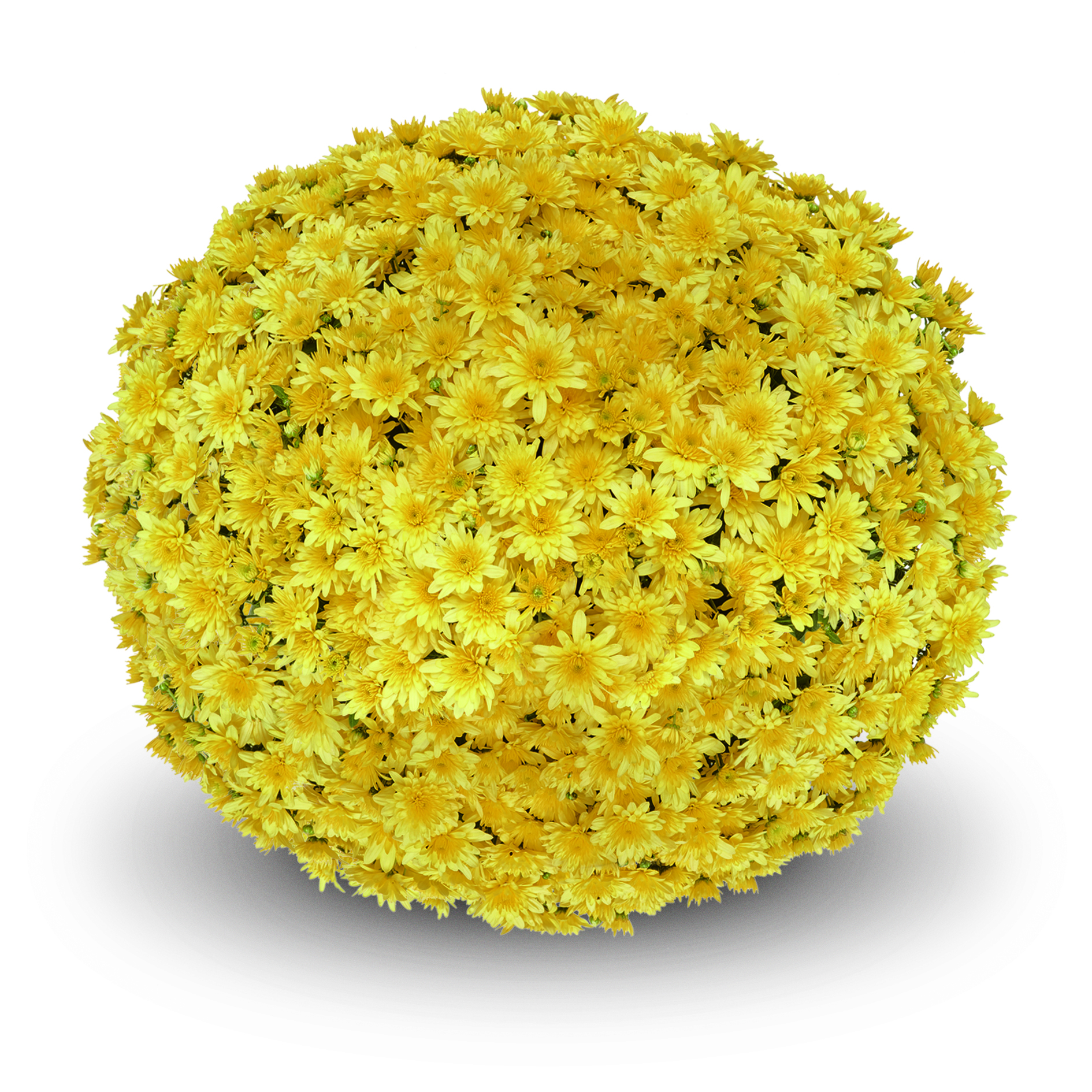 Mum chrysanthemum x morifolium 'Fonti Yellow'