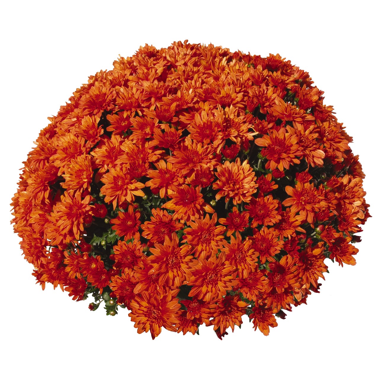 Mum chrysanthemum x morifolium 'Goal Orange'