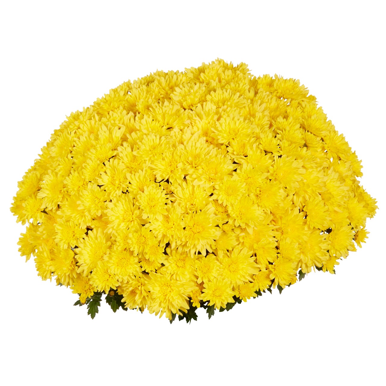 Mum chrysanthemum x morifolium 'Goal Yellow'